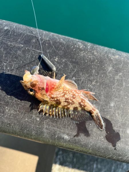 帰省途中の癒し