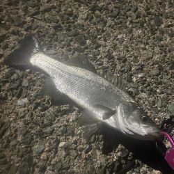 ヒラとマルの混合祭り