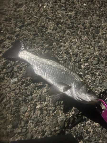 ヒラとマルの混合祭り