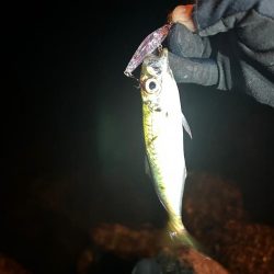 今日はライトゲーム