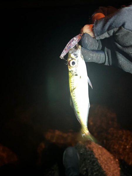 今日はライトゲーム