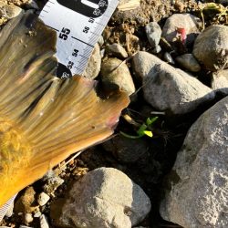 武庫川上流コイ釣行