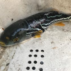 室津のカットウ釣り