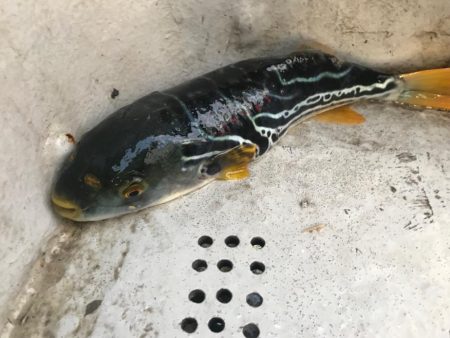 室津のカットウ釣り