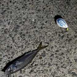 (釣り納)アジング