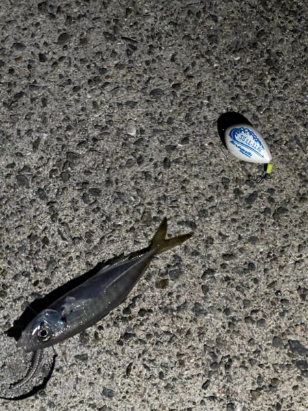 (釣り納)アジング