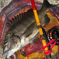 ヘチってきました