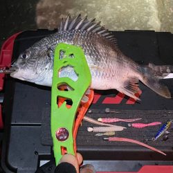 中アジを求めて