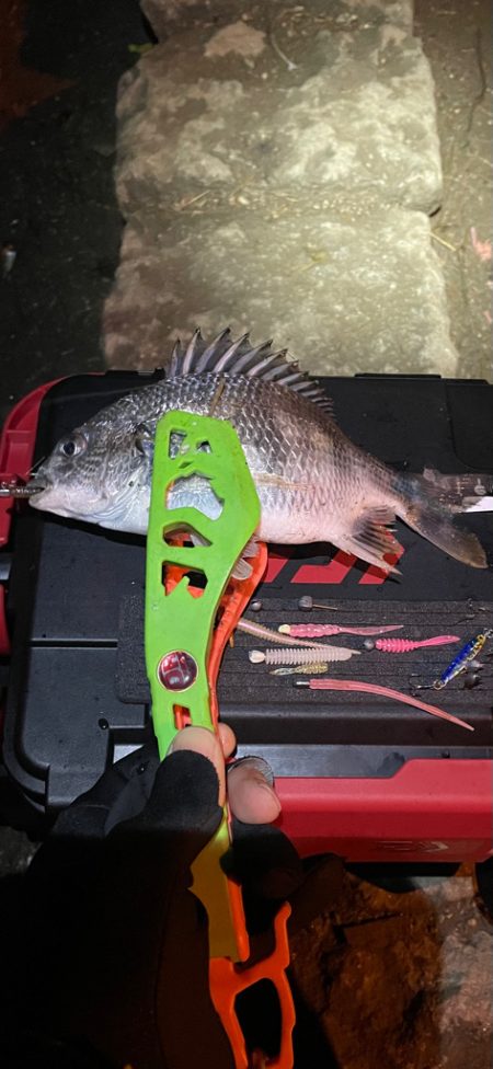 中アジを求めて