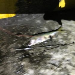 やったぜアオリ!