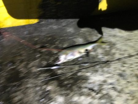 やったぜアオリ!