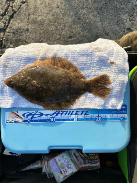 年末、釣り納め、クリスマスカレイ狙い