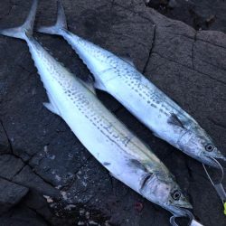 サゴシが食べたくて