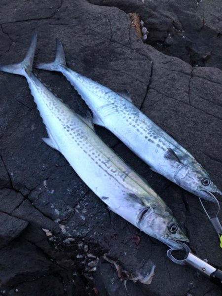 サゴシが食べたくて