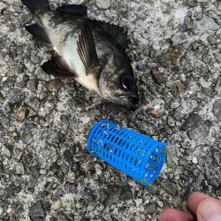 ぽかぽかフィッシング