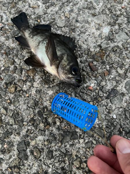 ぽかぽかフィッシング