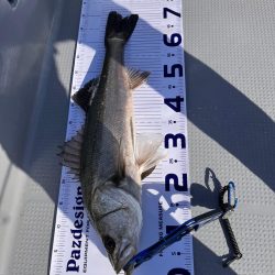 ボートシーバス