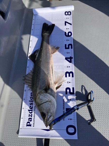 ボートシーバス