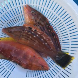 金谷沖、カワハギ