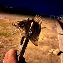 姫路ライトゲーム