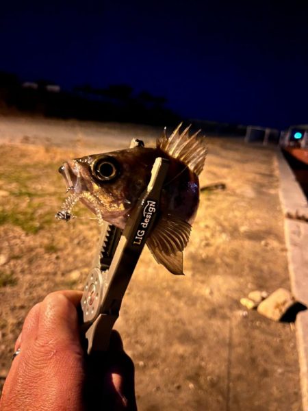 姫路ライトゲーム