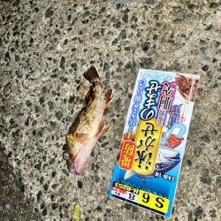 飲ませ仕掛けを使用したブッコミ釣り