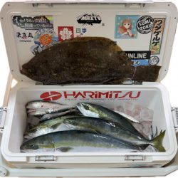 メジロ・ハマチ・ヒラメ/ノマセ・ジギング