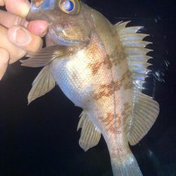 2023ライトゲーム最終戦（第50戦）