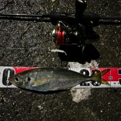 釣り納め・・られず