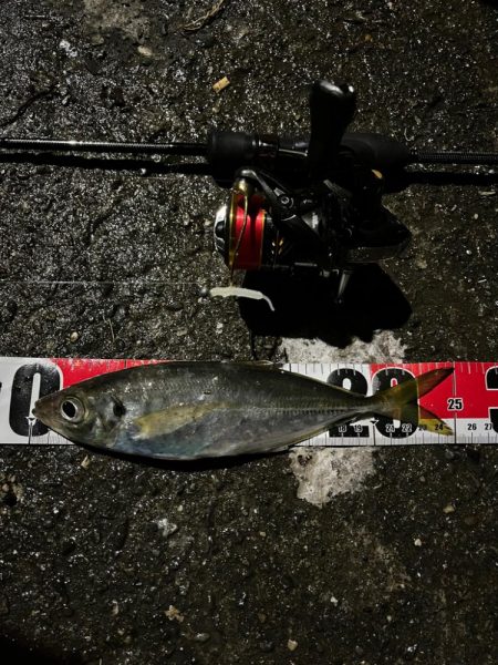 釣り納め・・られず