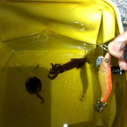 【姫路〜淡路島エリア】ヒイカとアオリイカ