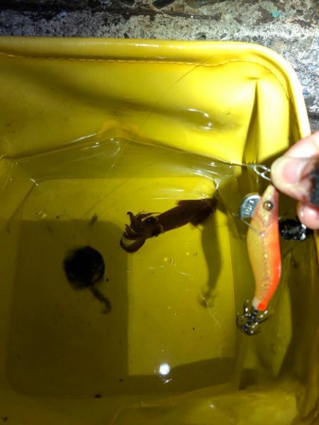 【姫路〜淡路島エリア】ヒイカとアオリイカ