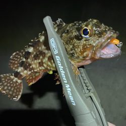 フロートアジングで数釣り