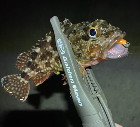 フロートアジングで数釣り