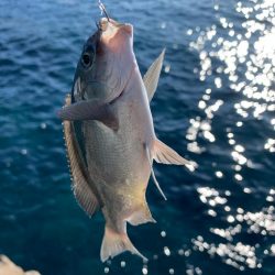 グレ狙いで釣り納め