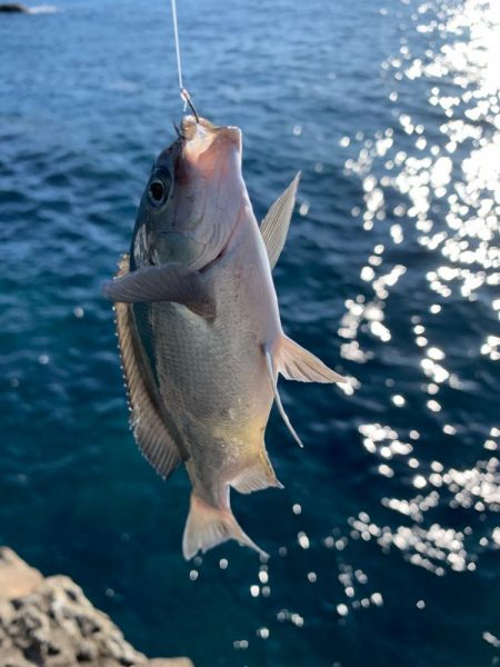 グレ狙いで釣り納め