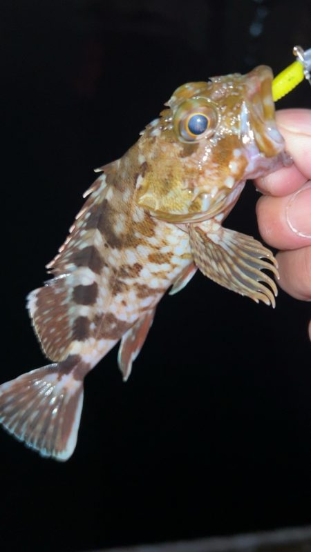 短時間メバリング