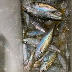 アジ釣り