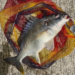 ヘチってきました