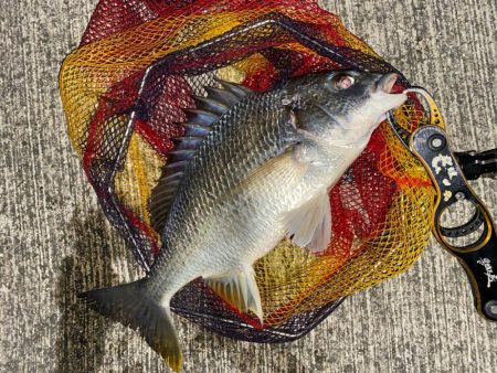 ヘチってきました