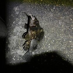 冬の朝のライトゲーム