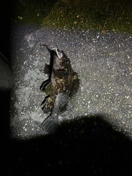 冬の朝のライトゲーム