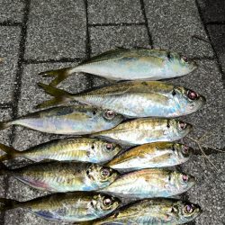 寒波到来?アジング