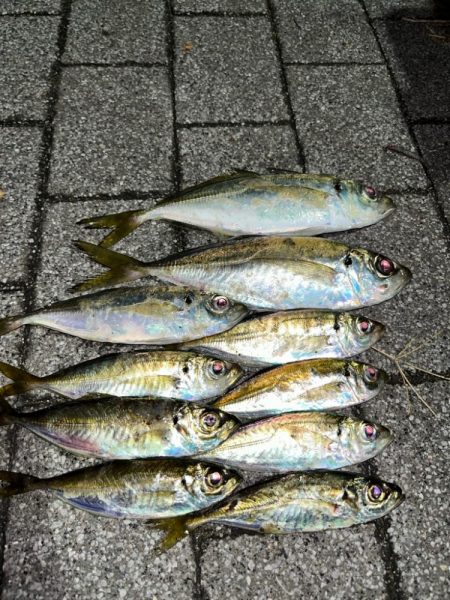 寒波到来?アジング