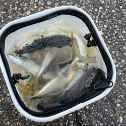 アジングとサビキ