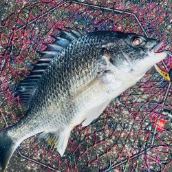 ヘチってきました