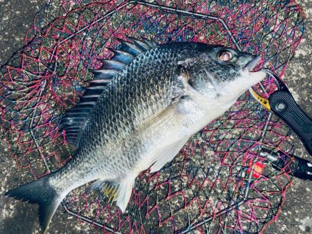 ヘチってきました