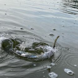 かめプー　エリアトラウト