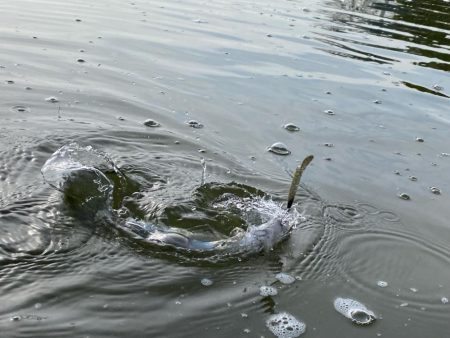 かめプー　エリアトラウト