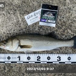 潮位が低く感じる日